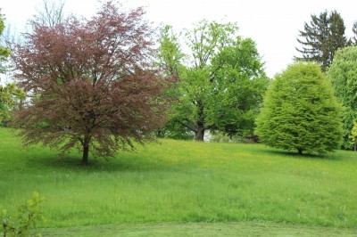 Žampach arboretum - dolní park - jaro (47)