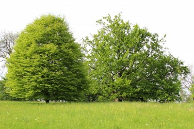 Žampach arboretum - dolní park - jaro (48)
