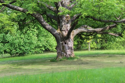 Žampach arboretum - dolní park - jaro (51)