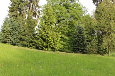 Žampach arboretum - dolní park - jaro (53)