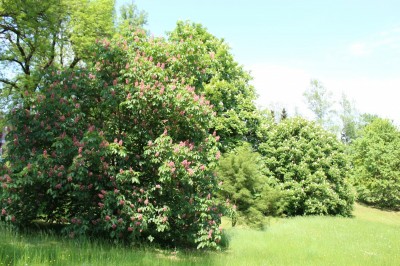 Žampach arboretum - dolní park - jaro (64)