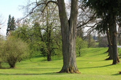 Žampach arboretum - dolní park - jaro (65)