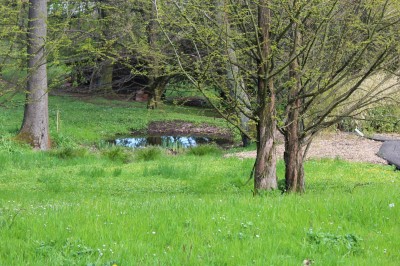 Žampach arboretum - dolní park - jaro (70)