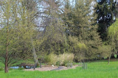 Žampach arboretum - dolní park - jaro (73)