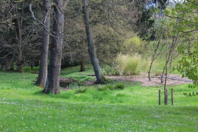 Žampach arboretum - dolní park - jaro (78)