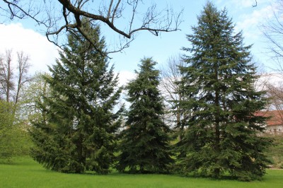 Žampach arboretum - dolní park - jaro (80)