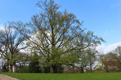 Žampach arboretum - dolní park - jaro (81)