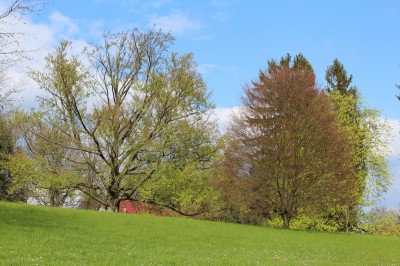 Žampach arboretum - dolní park - jaro (85)