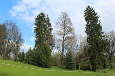 Žampach arboretum - dolní park - jaro (87)