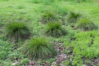 Žampach arboretum - dolní park - jaro (88)