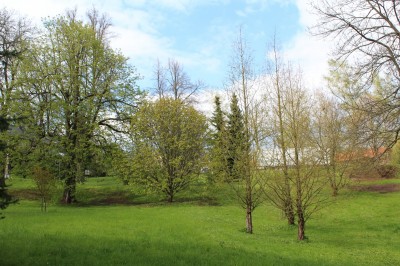 Žampach arboretum - dolní park - jaro (89)