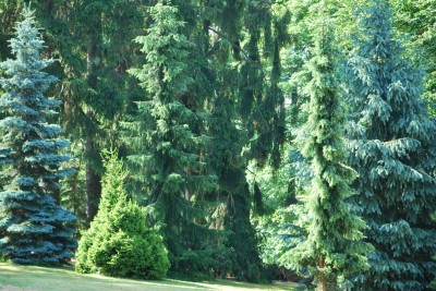 Žampach arboretum - dolní park - léto