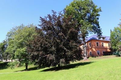 Žampach arboretum - dolní park - léto 2021 (1)