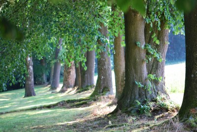 Žampach arboretum - dolní park - léto (18)