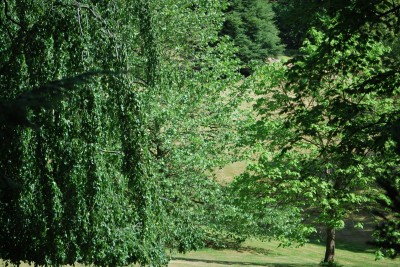 Žampach arboretum - dolní park - léto (24)