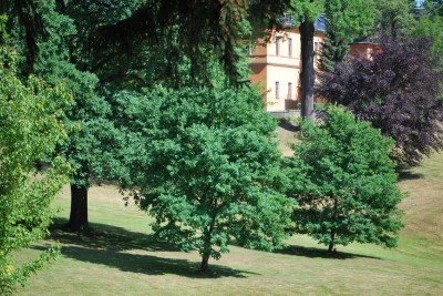 Žampach arboretum - dolní park - léto (25)