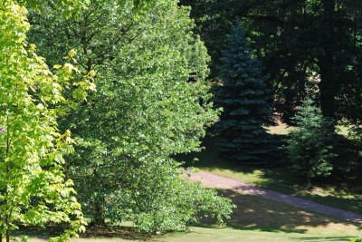 Žampach arboretum - dolní park - léto (28)
