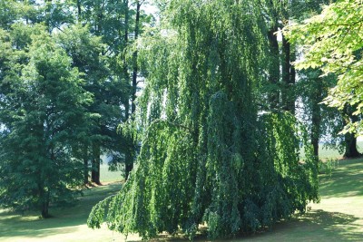 Žampach arboretum - dolní park - léto (30)