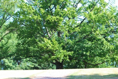 Žampach arboretum - dolní park - léto (33)