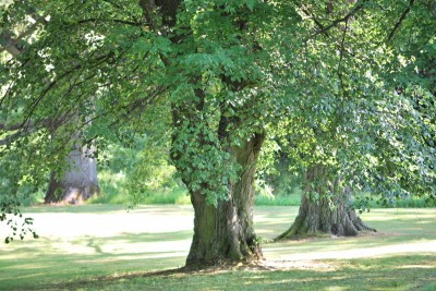 Žampach arboretum - dolní park - léto (35)