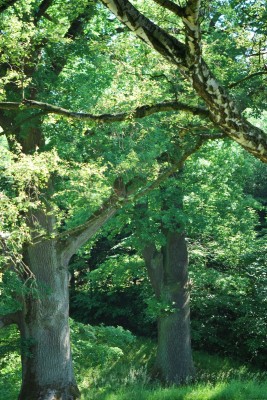 Žampach arboretum - dolní park - léto (36)
