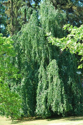 Žampach arboretum - dolní park - léto (39)