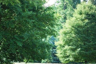Žampach arboretum - dolní park - léto (3)