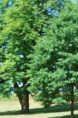 Žampach arboretum - dolní park - léto (40)