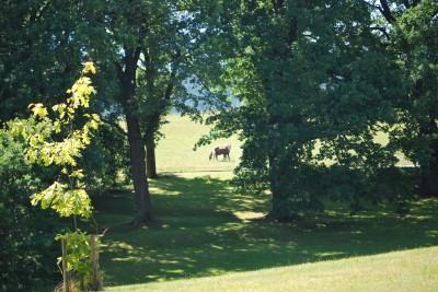 Žampach arboretum - dolní park - léto (41)