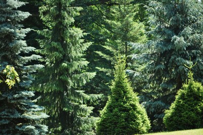 Žampach arboretum - dolní park - léto (42)