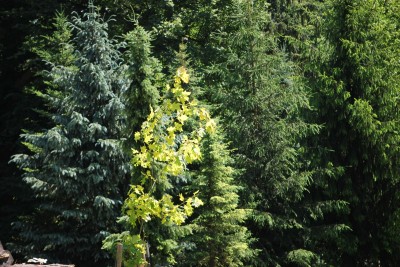 Žampach arboretum - dolní park - léto (44)