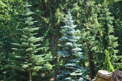 Žampach arboretum - dolní park - léto (45)