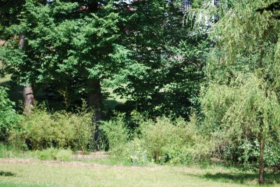 Žampach arboretum - dolní park - léto (46)