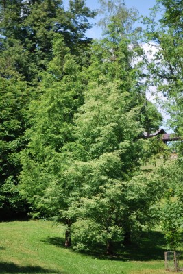 Žampach arboretum - dolní park - léto (48)
