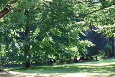 Žampach arboretum - dolní park - léto (4)
