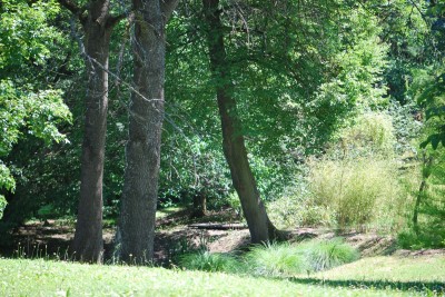 Žampach arboretum - dolní park - léto (50)
