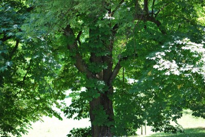 Žampach arboretum - dolní park - léto (52)