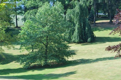 Žampach arboretum - dolní park - léto (5)