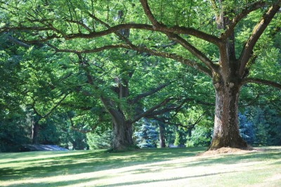 Žampach arboretum - dolní park - léto (7)