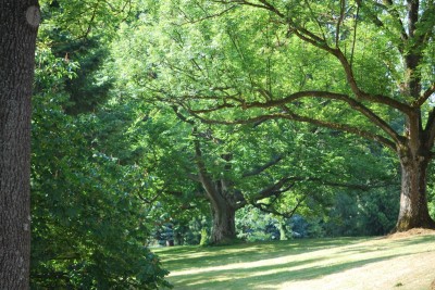 Žampach arboretum - dolní park - léto (8)