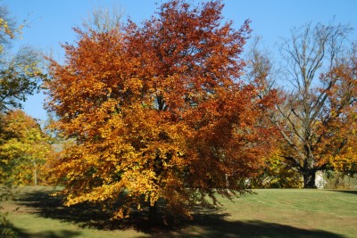 Žampach arboretum - dolní park - podzim (11)