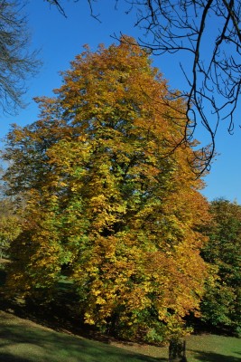 Žampach arboretum - dolní park - podzim (3)