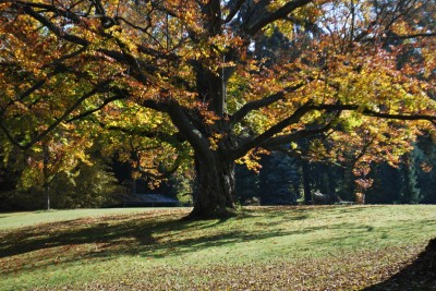 Žampach arboretum - dolní park - podzim (4)