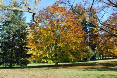 Žampach arboretum - dolní park - podzim (6)