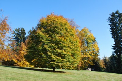 Žampach arboretum - dolní park - podzim (7)