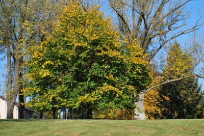 Žampach arboretum - dolní park - podzim (8)