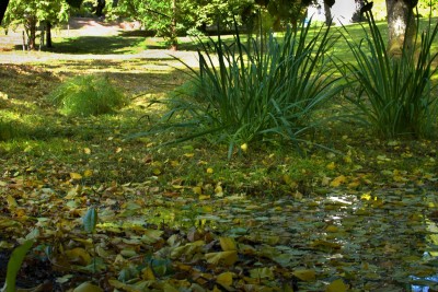 Žampach arboretum - dolní park - rybníček 08