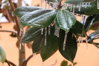 2018 Námraza ohrozila také Arboretum Žampach (3.12.)