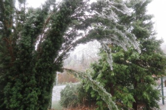 2018 Námraza ohrozila také Arboretum Žampach (3.12.)