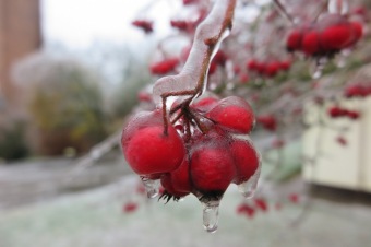 2018 Námraza ohrozila také Arboretum Žampach (3.12.)